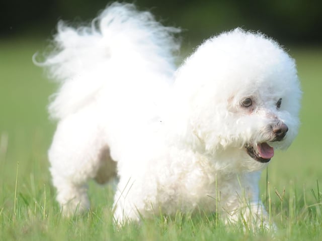 It's not unusual for the cloud-like Bichon Frise to live for 14 years.