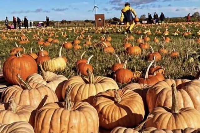 Around 8,000 pumpkins are grown at Udny each year, with a wide selection of shapes, sizes and colours – from traditional orange to blue, pink, white, warty, mini and stripey
