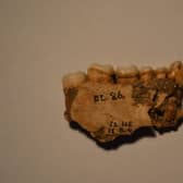 Dental plaque taken from teeth of those left at the Tomb of Eagle revealed evidence of widespread consumption of seaweed in Orkney. PIC: Karen Hardy/The Power of Plants