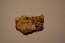 Dental plaque taken from teeth of those left at the Tomb of Eagle revealed evidence of widespread consumption of seaweed in Orkney. PIC: Karen Hardy/The Power of Plants
