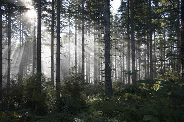 Forest creation attracts subsidies