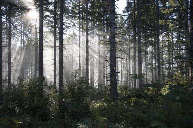 The creation of Woodland attracts grants.