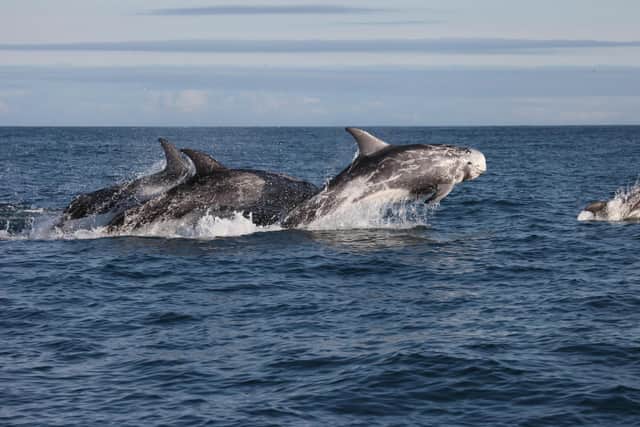 Risso's dolphins are regularly seen around the Isle of Lewis.
