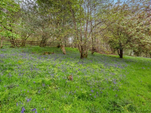 Wildflower pasture.