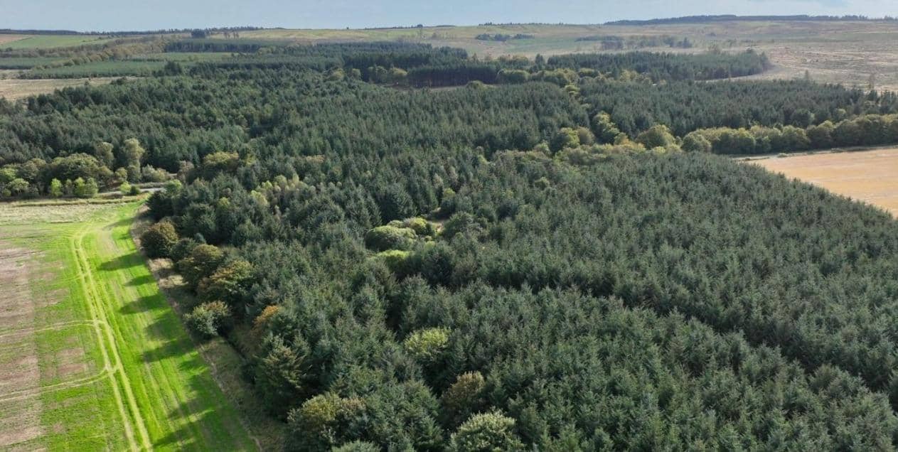 Lenabo Forest, near Peterhead, is on the market for offers over £3.9m (pic: Goldcrest Land & Forestry Group)