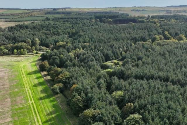 Lenabo Forest, near Peterhead, is on the market for offers over £3.9m (pic: Goldcrest Land & Forestry Group)