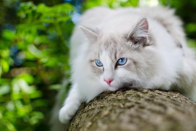 The Ragdoll cat breed is super chilled out. If you think you enjoy a snooze and a snuggle, these little beauties are experts at it.