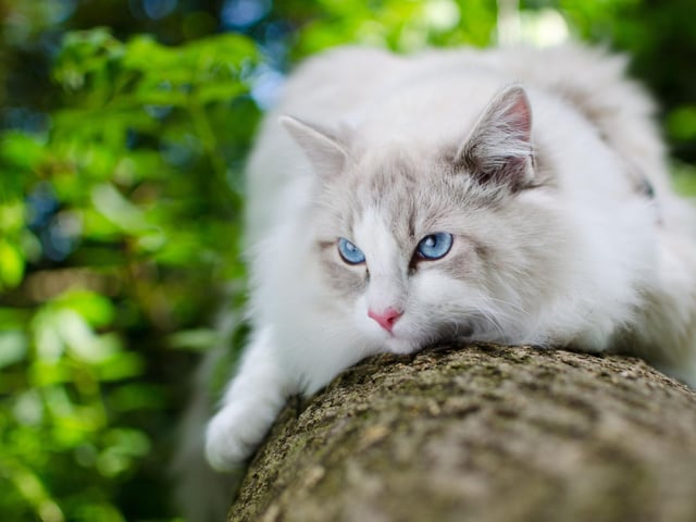 The Ragdoll cat breed is super chilled out. If you think you enjoy a snooze and a snuggle, these little beauties are experts at it.