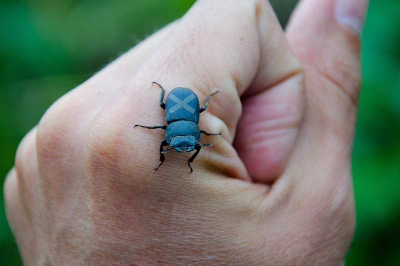 When speaking Scots, a “beastie” refers to an animal so a “wee beastie” is just the scaled down version i.e., an insect. According to the Dictionary of the Scots Language, the phrase “wee beasties” can even be used for small children (we would assume - or at least hope - in an affectionate way.)