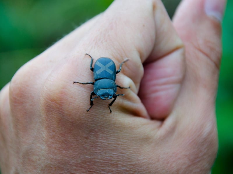 When speaking Scots, a “beastie” refers to an animal so a “wee beastie” is just the scaled down version i.e., an insect. According to the Dictionary of the Scots Language, the phrase “wee beasties” can even be used for small children (we would assume - or at least hope - in an affectionate way.)