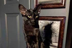 Creepie, aged four months, was walking off the harness when he went missing on Saturday.