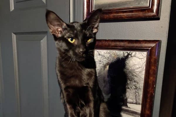 Creepie, aged four months, was walking off the harness when he went missing on Saturday.