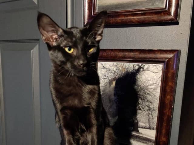 Creepie, aged four months, was walking off the harness when he went missing on Saturday.