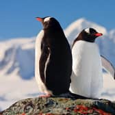 Gentoo penguins in Antarctica. Pic: PA Photo/Alamy.