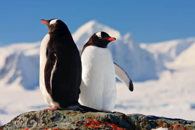 Gentoo penguins in Antarctica. Pic: PA Photo/Alamy.