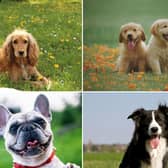 Some of the UK's most popular dogs have very different attributes.