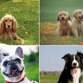 Some of the UK's most popular dogs have very different attributes.