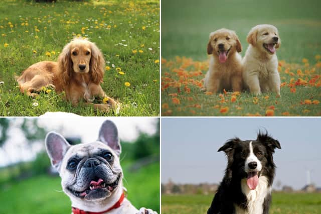 Some of the UK's most popular dogs have very different attributes.