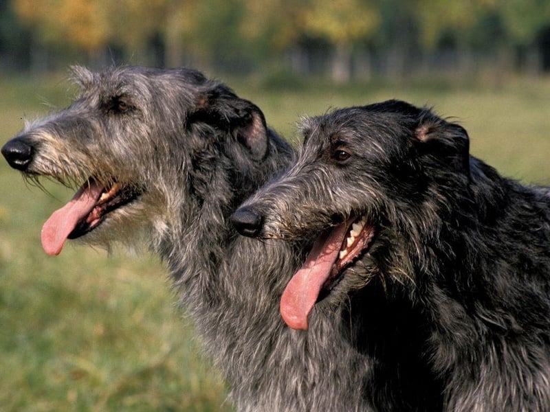 The Scottish Deerhound is a calm and elegant breed that will only bark to alert you to something.