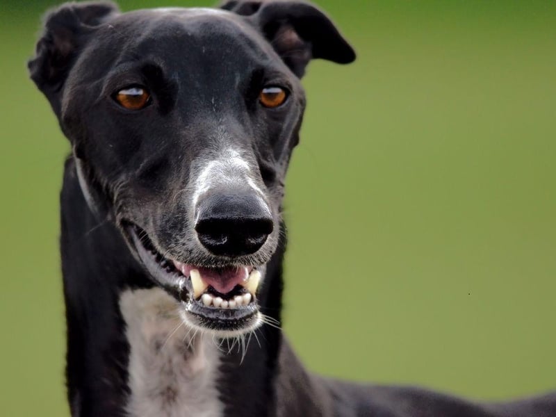 Greyhounds are a breed that like plentyh of peace and quiet. The constant noise and activity of children can cause them to become anxious.