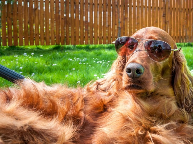 Possibly the most important tip of them all is knowing the signs of heatstroke. If your dog falls victim to heatstroke, it could be fatal, so knowing when your dog is suffering could be the difference between life or death. The first common sign of heatstroke in dogs is excessive panting and drooling Other symptoms might include reddened gums, vomiting, diarrhoea, signs of confusion, uncoordinated movement, collapse and, in worse cases, seizures. If your dog exhibits any of these symptoms, getting them to the nearest veterinary practice straight away will ensure the best possible outcome.