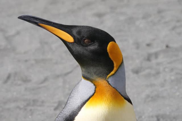 A King Penguin