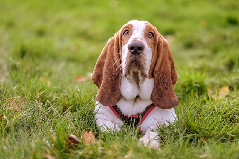 If there was a competition to find the most chilled dog, Bassett Hounds would probably win a clean sweep of medals. Happiest sleeping, they don't tend to be fussy about where they do it. The biggest challenge may be persuading them to walk to the pub and back again. Loud snoring is likely to be the only noise they'll make inbetween.