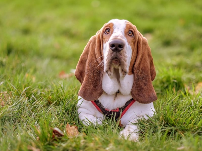 If there was a competition to find the most chilled dog, Bassett Hounds would probably win a clean sweep of medals. Happiest sleeping, they don't tend to be fussy about where they do it. The biggest challenge may be persuading them to walk to the pub and back again. Loud snoring is likely to be the only noise they'll make inbetween.