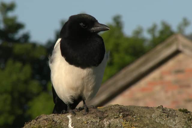 This bird ruffled a few political feathers - but who was most distracted by its antics?
Pic: RSPB