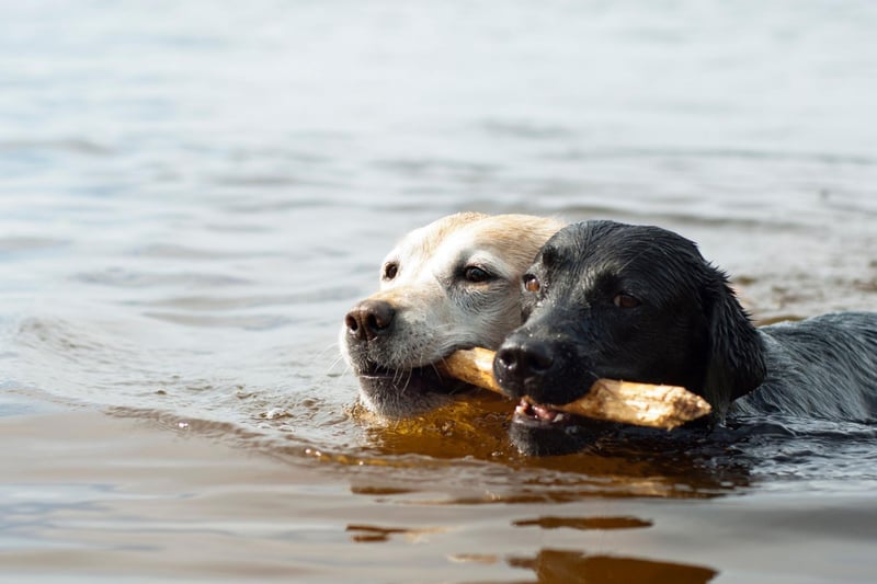 The final podium position for Labrador puppy names goes to Poppy. It comes from the red flower of the same name and means 'milk of happiness' in Latin.