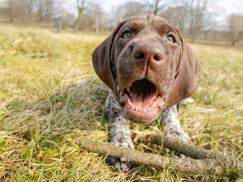 Ticking all the boxes for tooth health, the German Shorthaired Pointer is a large breed of dog, bred for hunting, who loves to chew to keep those pearly whites spotless.