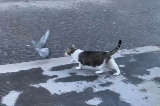 Screen grab taken from PA Video of Larry the Cat stalking a pigeon in Downing Street, London (2020)