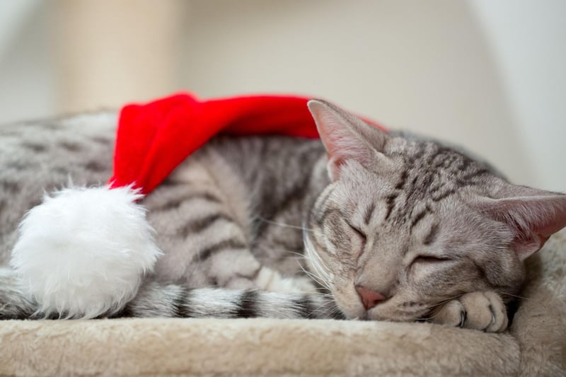 The Ocicat can grow up to 15lbs, these domestic kitties are direct descendants of Siamese cats and love playful and affection.