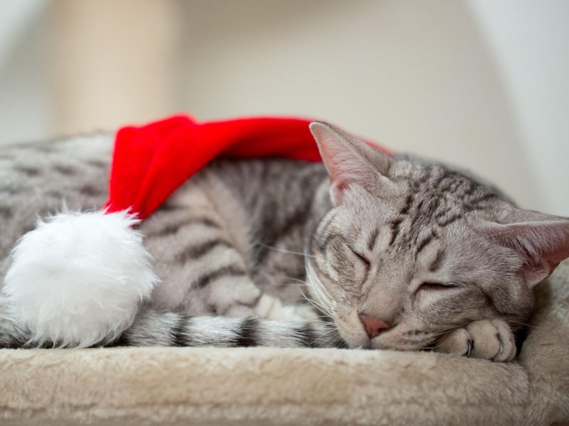 The Ocicat can grow up to 15lbs, these domestic kitties are direct descendants of Siamese cats and love playful and affection.