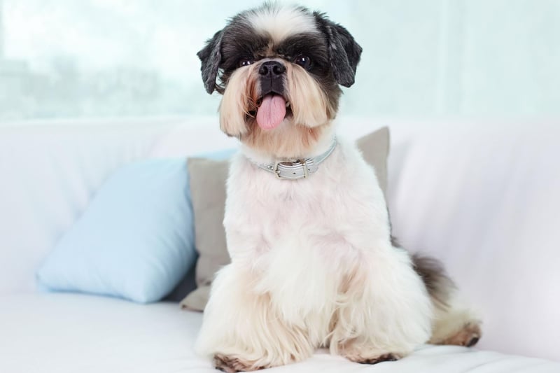 Small, quiet, calm and loving, the Shih Tzu was originally bred to live in Chinese palaces, so need relatively little time outdoors and are perfectly content living in a flat.