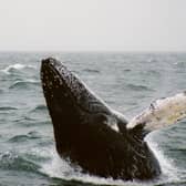 Estimates suggest that around six humpback whales die annually in Scottish waters after becoming snagged in the ropes which link lines of creels or lobster pots together  – an average of 30 minke whales and 29 basking sharks suffer the same fate each year