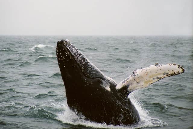 Estimates suggest that around six humpback whales die annually in Scottish waters after becoming snagged in the ropes which link lines of creels or lobster pots together – an average of 30 minke whales and 29 basking sharks suffer the same fate each year