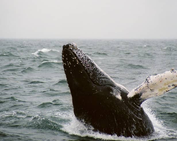 Estimates suggest that around six humpback whales die annually in Scottish waters after becoming snagged in the ropes which link lines of creels or lobster pots together  – an average of 30 minke whales and 29 basking sharks suffer the same fate each year