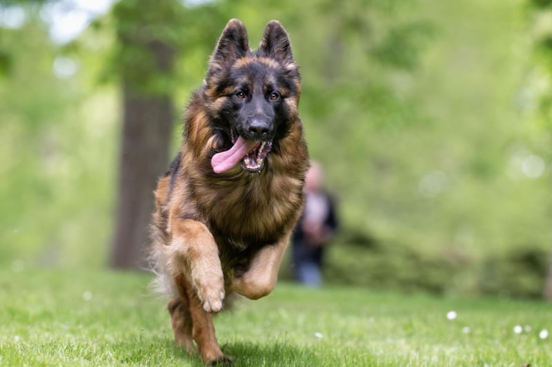 The German Shepherd sheds a small amount all year around, but during changing seasons their hair can come out in large clumps, requiring regular brushing to avoid hair piling up in your home.
