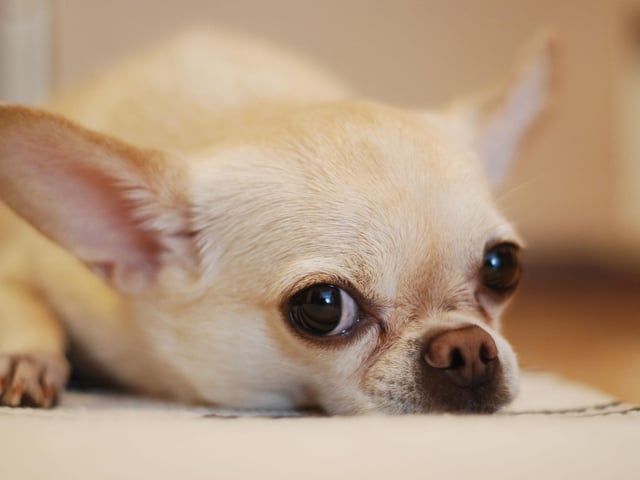 Last (and smallest) but not least is the diminutive Chuhuahua - with an annual budget of £1,003.44.