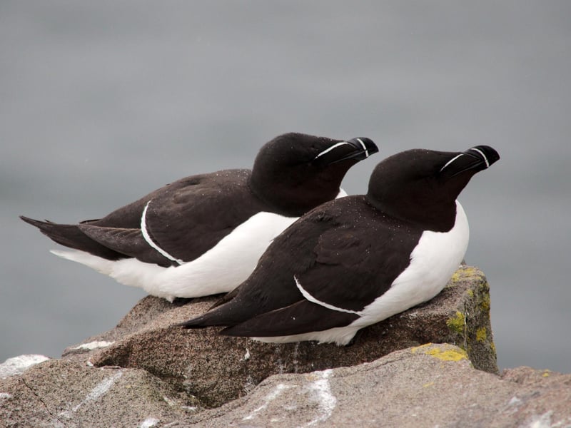 This national nature reserve can be found in the entrance of the Firth of Forth on Scotland’s east coast. The Scottish Ornithologists' Club reports that the “island supports over 17,000 pairs of Guillemot, 2,700 pairs of Razorbill and 6500 pairs of Kittiwake.”