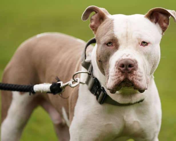 XL bully dogs are set to be banned from Friday. Image: Jacob King/National World.
