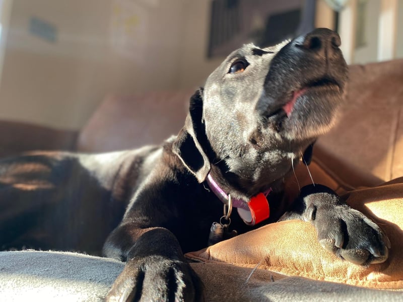 Bailey tops the list of most popular Labrador Retriever names. It is an Old English name meaning 'bailiff' or ,berry clearing'. It was also the name of the doggy lead character in the film 'A Dog's Purpose'.