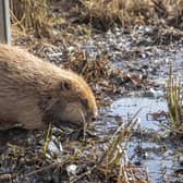Juvenille beaver being released at RSPB Insh Marshes NNR (Pic: Beaver Trust)