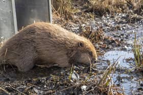 Juvenille beaver being released at RSPB Insh Marshes NNR (Pic: Beaver Trust)