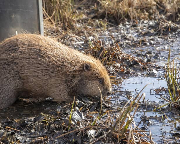 Juvenille beaver being released at RSPB Insh Marshes NNR (Pic: Beaver Trust)