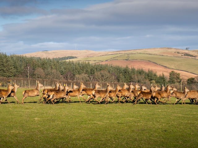 Your neighbours on this holiday will be a herd of red deer.