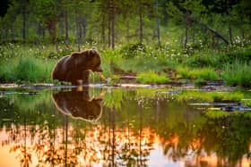 One of Rodgers atmospheric images, taken on the photographic trip with Paul McDougall - Animal News Agency