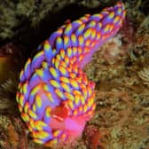 A brightly coloured Babakina adononi sea slug is just one of the 'spectacular' lifeforms to be found off our shores (Picture: Allen Murray/The Wildlife Trusts/PA Wire)