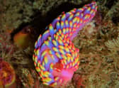 A brightly coloured Babakina adononi sea slug is just one of the 'spectacular' lifeforms to be found off our shores (Picture: Allen Murray/The Wildlife Trusts/PA Wire)